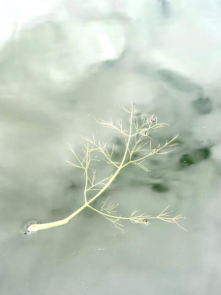 A delicate, feathery green plant branch floats gently on the calm, reflective water surface at Kade West, Marineterrein, Amsterdam
